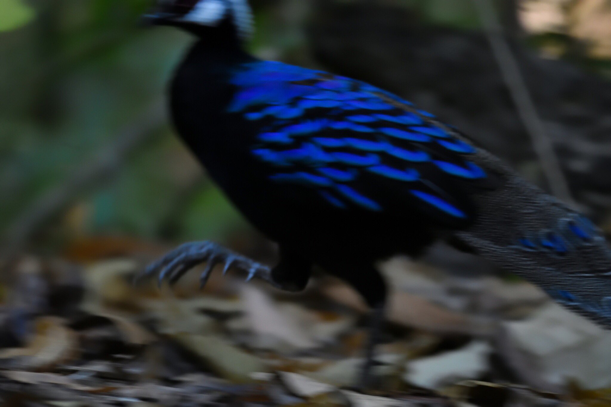 鳥っ子 Pa Twitter Palawan Peacock Pheasant パラワンコクジャク とにかく格別の美しさだった 憧れのスターにやっと出会えた 間に合った どうかこれからも長生きして欲しい 鳥っ子 Pa Twitter Palawan Peacock Pheasant パラワンコクジャク とにかく格別の美しさだった 憧れのスターにやっと出会えた 間に合った どうかこれからも長生きして欲しい
