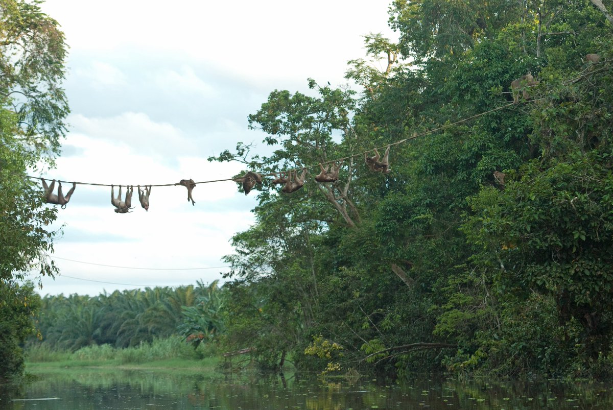 PongoAlliance tweet media