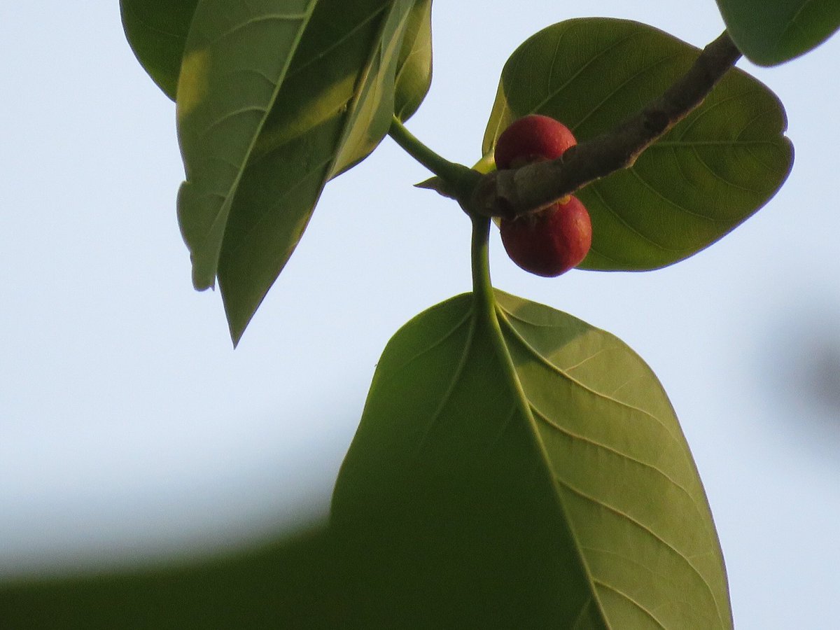 vrundashankara tweet media