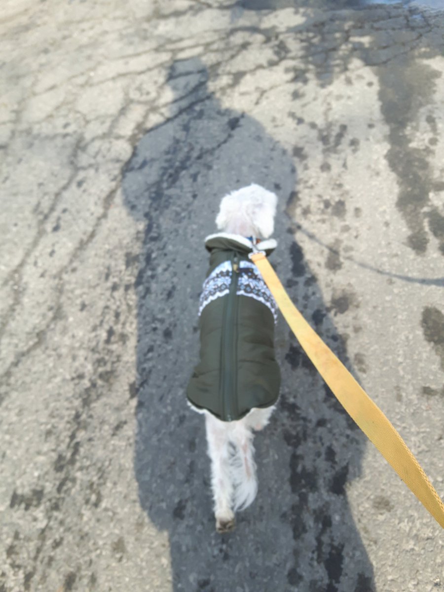 marykirby71's tweet photo. Normally Porty is my shadow. Today I got to be his. @OttawaDogRescue #springhassprung #AdoptDontShop #fosterdog #dogsoftwitter #seniordog #bichon #littlewhitedog #igothisback #dogs #fostermomlife #Portyboy #dogsofcanada🇨🇦 @dog_rates @DogsofInstagram @JohnRush32 @ManVanDogBlog https://t.co/pnQ8W88ML8