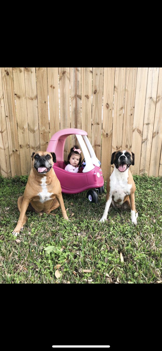 Caitvillegas's tweet photo. Squad Goals😍❤️💯 #fav #romeo #juliet #boxercrew #babycrew https://t.co/h0IOlditvt