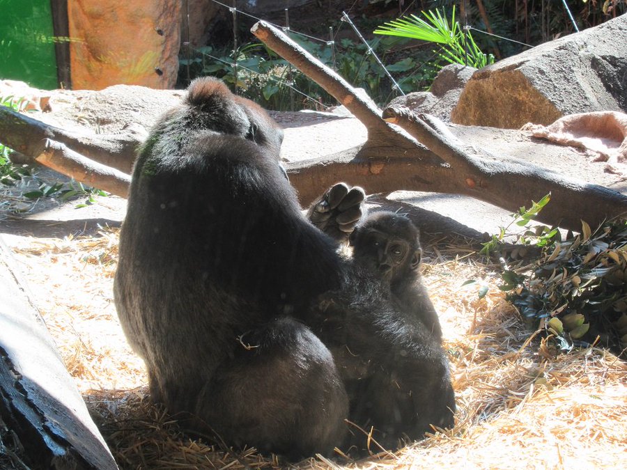 9月24日は世界ゴリラの日 知っているようで知らないゴリラについてのおもしろ豆知識 動物を知るメディア アニシル