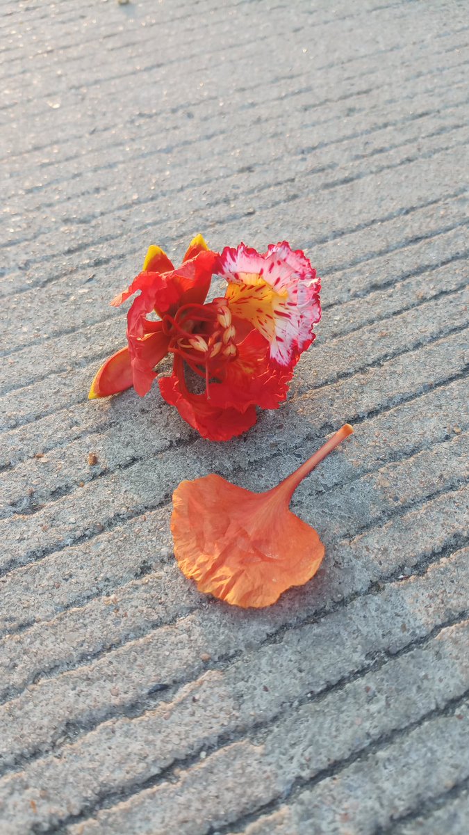 R_banoffee's tweet photo. ดอกไม้ร่วงบนถนน สวยดีเลยถ่ายมา
ถึงจะร่วงลงมาบนพื้นถนนที่ขรุขระ
เปรียบเหมือนชีวิตคนเรา
ที่ออกเดิมตามหาความฝัน
คิดไม่ออกแล้ว #nontfam
ช่วยคิดหน่อย พอเห็นอะไรแบบนี้
ก็นึกถึงนนท์ #nonttanont 💙
กว่าจะมาถึงวันนี้ได้สาหัสเลยเน้อ
#ถ่ายจากโทรศัพท์ซัมซุงJ7plus
#J7plus #sumsung https://t.co/QbWBmvhJY6