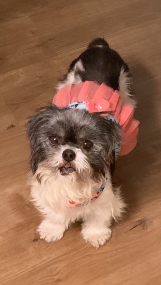 DFWPugRescue's tweet photo. Hi Y’all!  It’s Angel!  I’m cute, precious, adorable and ready for adoption!  Just ask for me, Angel on your application at https://t.co/Or73rW5Ztf 🐾♥️ #pugimposter #adoptdontshop #dfwprc https://t.co/5IFDBf6Brq
