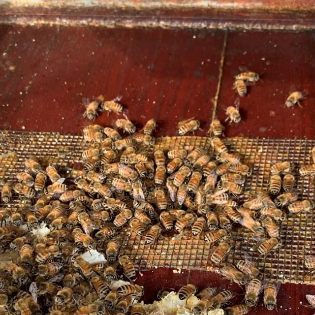 JacobsHFarm's tweet photo. These beautiful bee girls are doing well. 🐝❤️ I had to check on them today and wish them a happy equinox. 
#happyspringmyladies
#honeybees
#beekeeping
#beekeeper
#beepreserve
#hivecheck https://t.co/extxV6yQEq https://t.co/1ZtkpjPym8