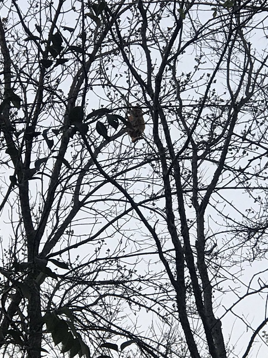 normajean_gm's tweet photo. @CityOfArlington @ArlingtonParks @ArlingtonPD ..Somebody's kitty has been here 2 days ...he has a collar .. anyway we can help him! https://t.co/VqTxwPO1Rq