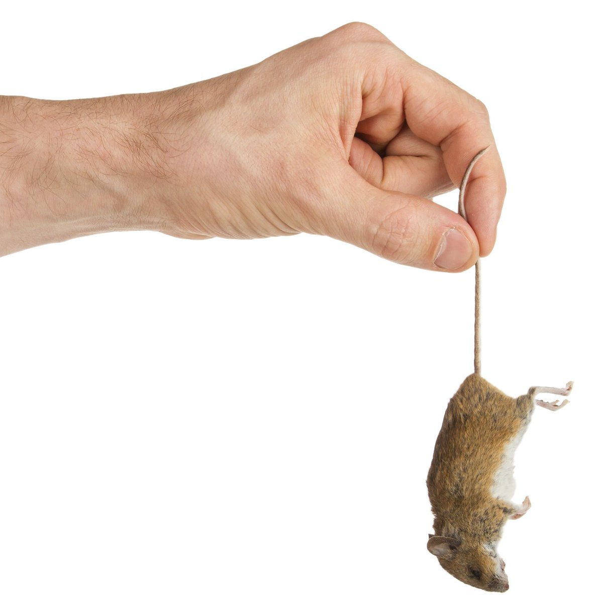LaurenWasserma4's tweet photo. The US is dropping dead mice in Guam to control the invasive Brown Tree Snake's population. They drop them with "parachutes" from helicopters injected with acetaminophen. Now that's one way to make an entrance! #ees28 #treesnake https://t.co/6EpLxVJjbN