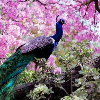 annecaseyuscham's tweet photo. Ann Casey Says...Happy Spring To Everyone...! https://t.co/oIcbVry0D2