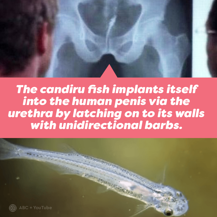 What Do Candiru Fish Do