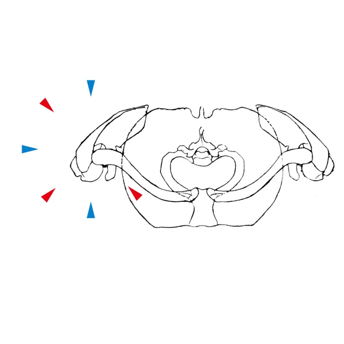 解剖学的な前、後、内側、外側の向きは、案外に定まっておらず、部位に応じてまちまちである。赤矢印:肩甲骨の前面、後面、外側面の向き。青矢印:人体上の前面、後面、外側面の向き。 