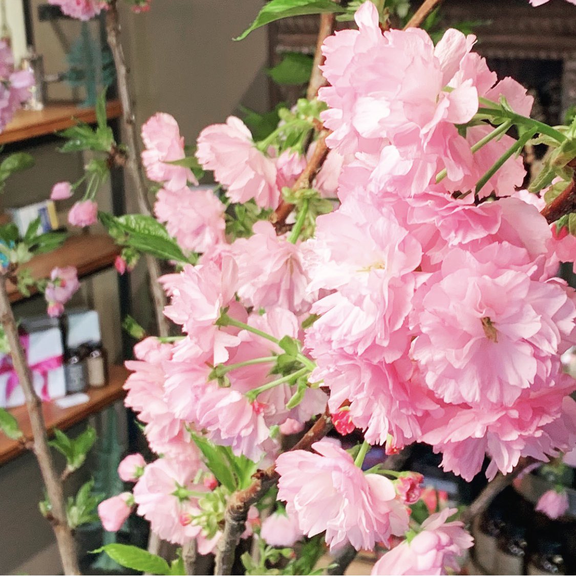 Happy Spring!! #cacaoportland #cacaodrinkchocolate #portlandchocolate #craftchocolate #flowerreport