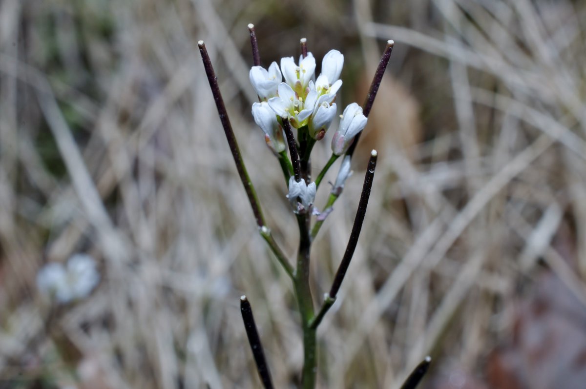 タネツケバナ ミチ