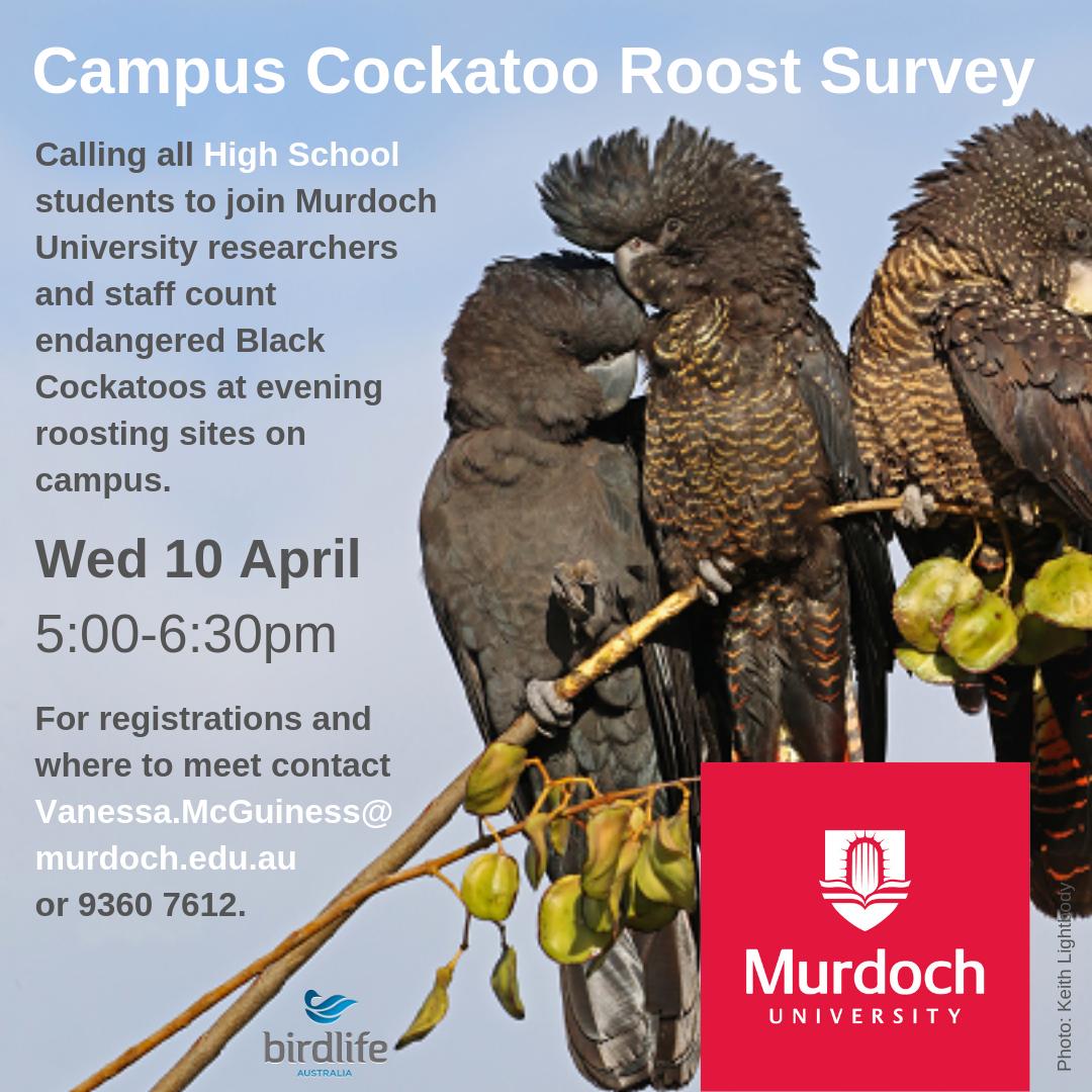 nessmcguiness's tweet photo. Are you a high school student and/or teacher and interested in monitoring endangered species? Join our Black Cockatoo count at the @MurdochUni campus on April 10. More info contact Outreach@murdoch.edu.au #Carnabys #Redtailed #BlackCockatoo #Birdlife https://t.co/eaQobhO4Mk