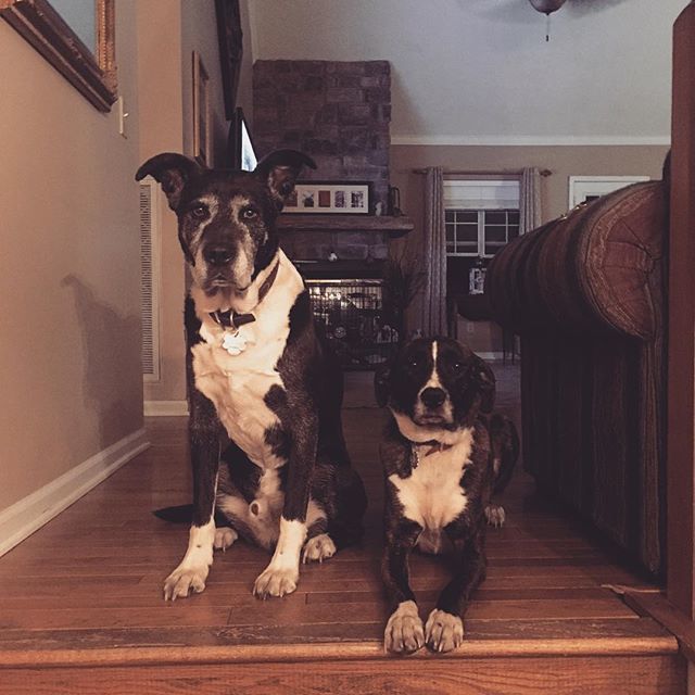 PlasticHotels's tweet photo. #goodboy #goodgirl https://t.co/p7WTeaj6WJ https://t.co/zWkVPnog4P