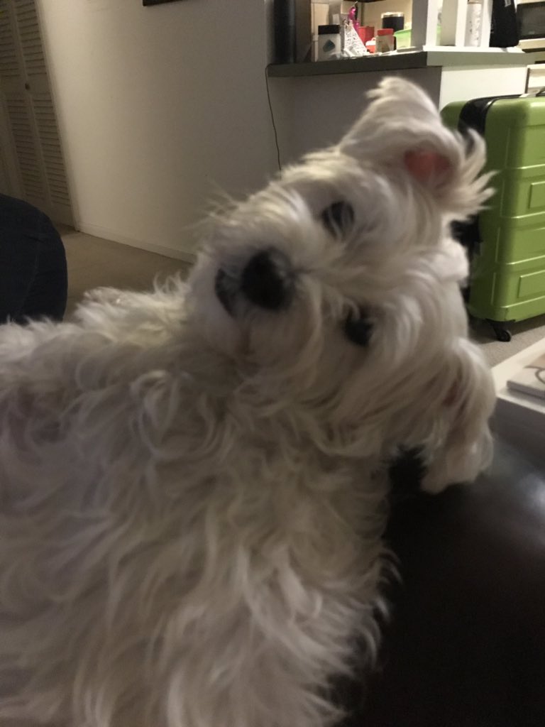 dianAtillery's tweet photo. @rbristow And dogs are small cows that can be your friend 💕🐄🐶#MiracleWorkers https://t.co/gcujSXZRn0