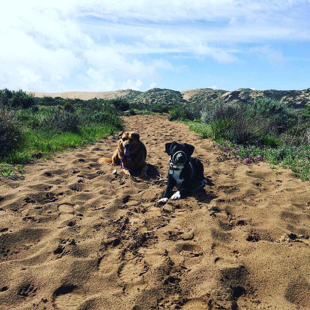 DogCampSLO's tweet photo. So stoked to have blue skies and warm temps this afternoon, despite our damp morning. #dogcampslo #dogsofslo #slodogs #morrobay #morrobayrock #lososos #sharkinlet #slo #sanluisobispo #sanluisobispocounty #rainraingoaway #shepherdmix #pitbullmix #dogwalker #bestjobever https://t.co/UQacCaI8Ew