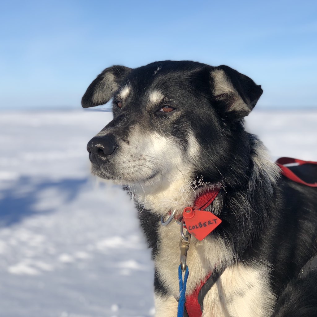 this was Colbert’s face after he snuck into my sled bag and ate 15 pounds of chicken skin