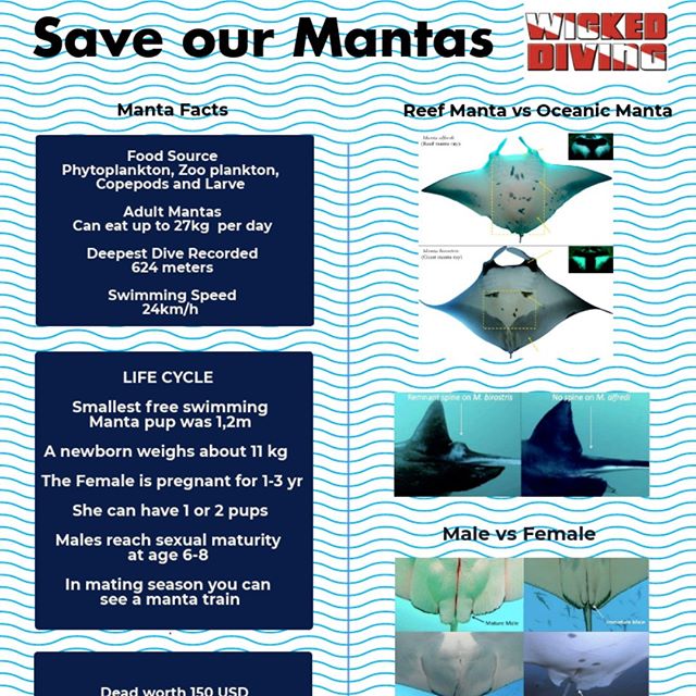 Wicked Diving tweet media