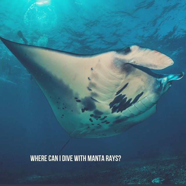 Wicked Diving tweet media