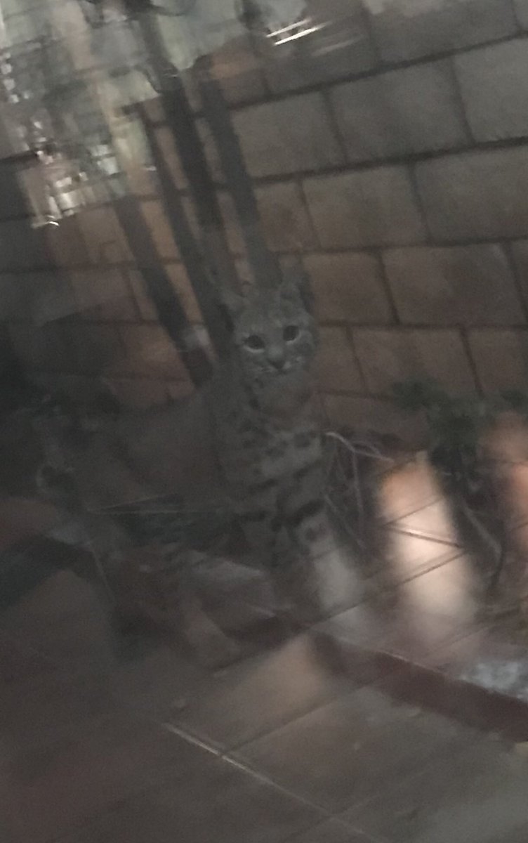 #writing on the back porch and a #Bobcat walks up to my window! #animalencounter. #Amazing