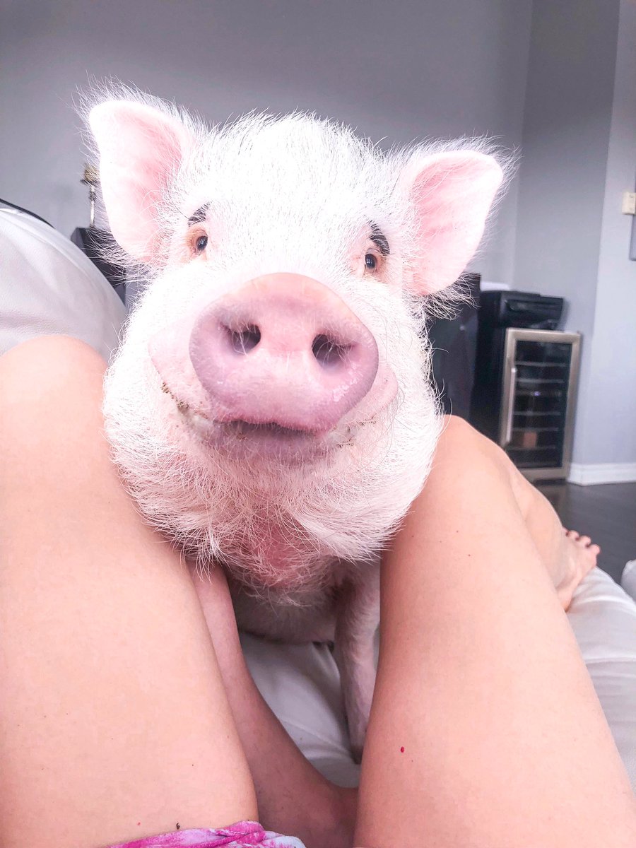 Smile, it is the key that fits the lock of everybody’s heart 🔑♥️🐷
•
Le sourire est la clé qui correspond à l’écluse du cœur de chacun 🔐
.
.
.
.
.
.
#BeTheReasonSomeoneSmilesToday #InternationalDayOfHappiness