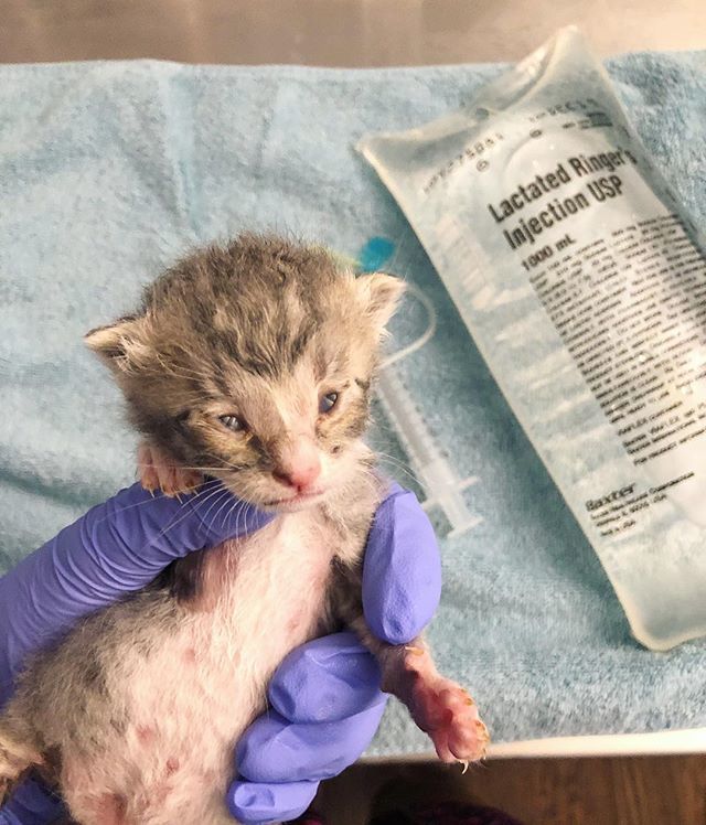 Please keep baby Splash in your thoughts. For several days his weight has been plateauing and dropping; he used to be the 2nd biggest and now his littermates are surpassing him. He’s got absolutely horrible diarrhea. Splash is receiving a host of medicat… ift.tt/2JpZoDT