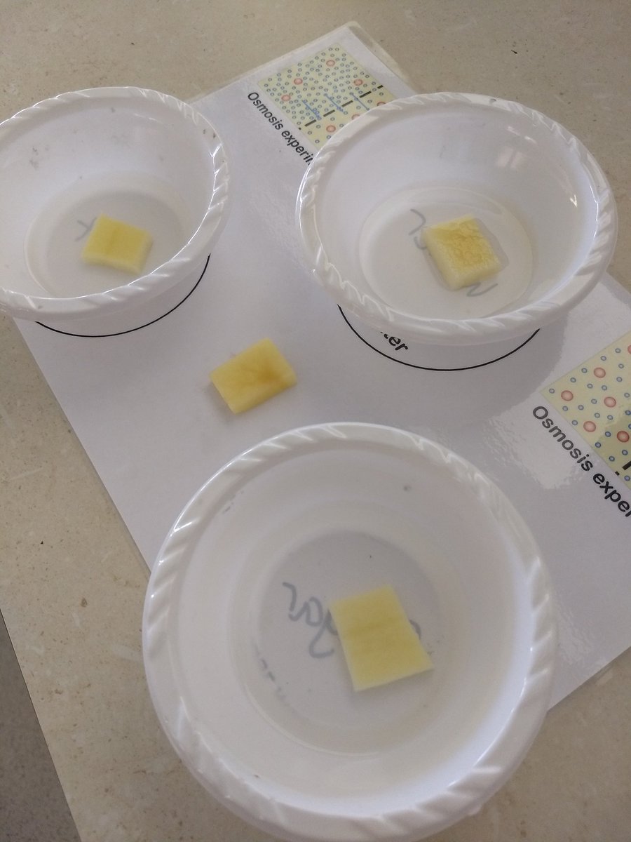 QLDGATEWAYS's tweet photo. We have had an excellent time with our Lower Years 'Science in Motion' Eureka program at Somerville House and TSS this week! 

#youngscientists #scienceed #stem #stemed #gifted #talented #2e #giftedhomeschoolers https://t.co/jyTwdhN5KD