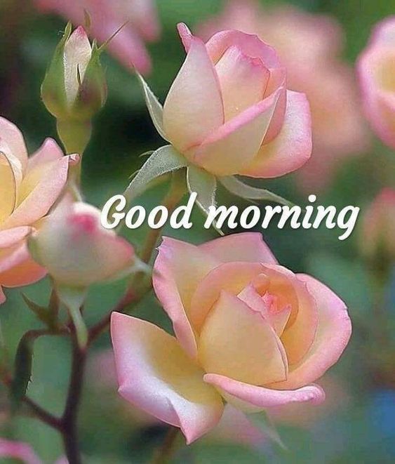 Leon_DeOriginal's tweet photo. 🌸🌸🌸GOOD MORNING🌸🌸🌸
🌼🌼🌼HAPPY THURSDAY🌼🌼🌼
⚡⚡⚡⚡⚡⚡⚡⚡⚡⚡⚡⚡
🍀️️🍀️ Retweet this tweet 🔁 🍀🍀
➡️🌼️⬅️ Follow all Retweet🍀🍀
LOVE FOR ALL MY DEAR FOLLOWERS. SWEAT FRIENDS AND BEAUTIFULL TWITTER WORLD
👉 FOLLOW 👇
@khalidaajzi
@shah_aajiz https://t.co/mOHr3StHSb