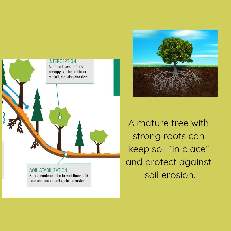 GloriaCBlaise's tweet photo. Yesterday’s first #TreeTalkTuesday  Soil Erosion on hillsides. The role of trees! https://t.co/kkQiTq7pq4