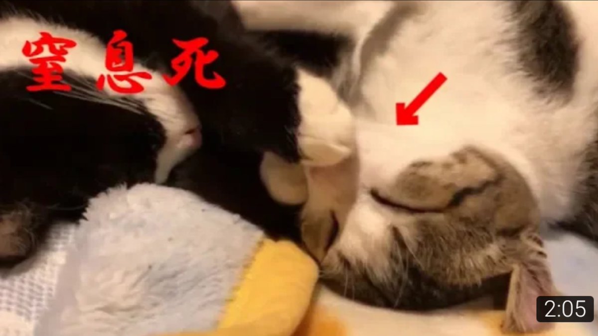 島のネコヤギチャンネル サブ Semanonekoyage Twitter