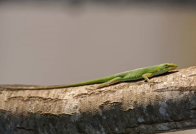 proyectoaveusa's tweet photo. Common Name: Green Anole, Scientific Name: Anolis carolinensis. .#fauna #reptiles #aves #florida #miami #fotografia #naturaleza #documentalismo #vidasilvestre #audubon #birdsofmiami #birdsofflorida #avesdelaflorida #ecology #paisajes #landscapephotography #conservation #time… https://t.co/ZFWqR3cSc0