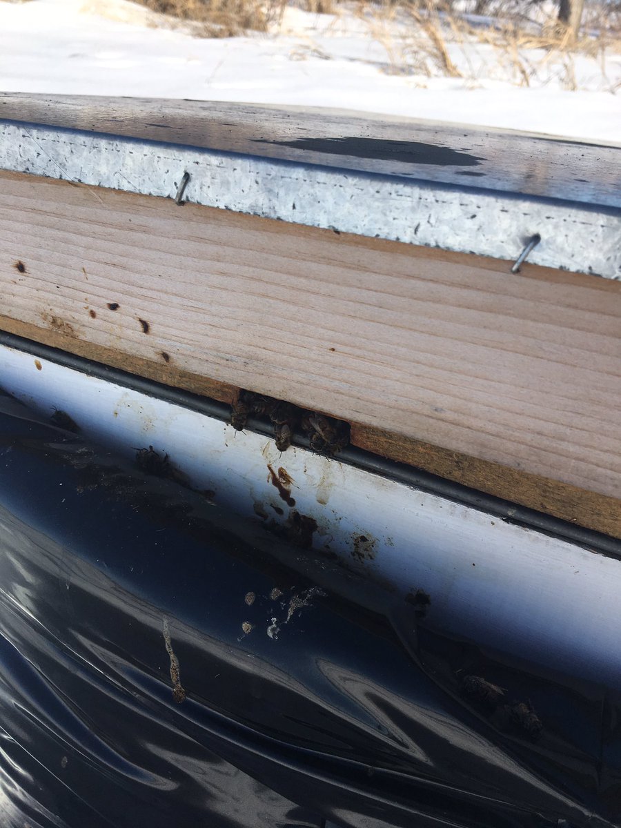 Checking bee hives on the first day of spring 2019. They’re alive!!! #albertaagriculture #agriculturecanada #farmlife #apiary #beekeeping