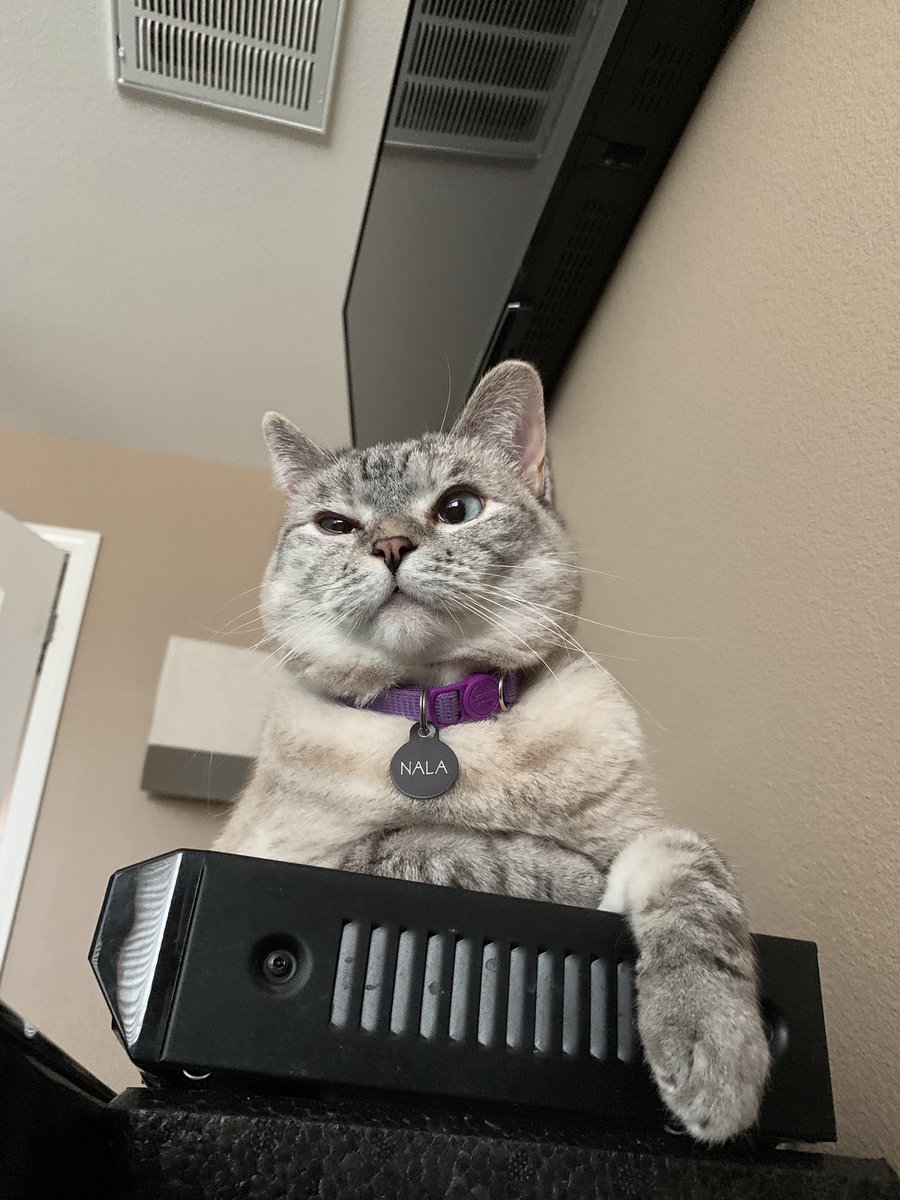 Nala_cat tweet media