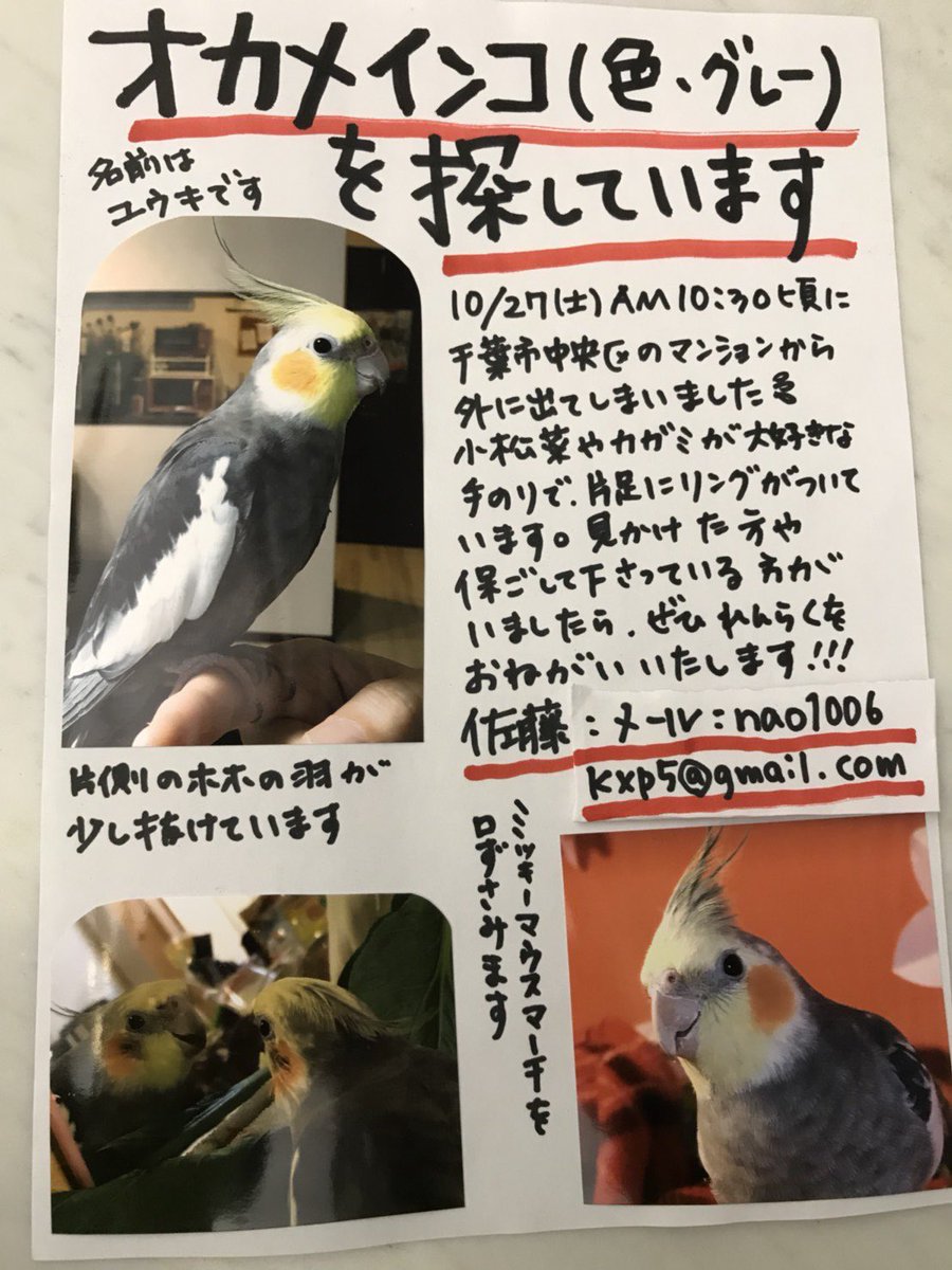 wamarin3's tweet photo. 皆様、いつもたくさんのリツイートに感謝しております。
知人のオカメインコが迷子になってしまいました。見かけたり、保護してる方がいらっしゃいましたら、ご連絡いただけるとありがたいです。
#オカメインコ
#千葉
#迷子
#拡散希望 https://t.co/CTvxuwKTM3