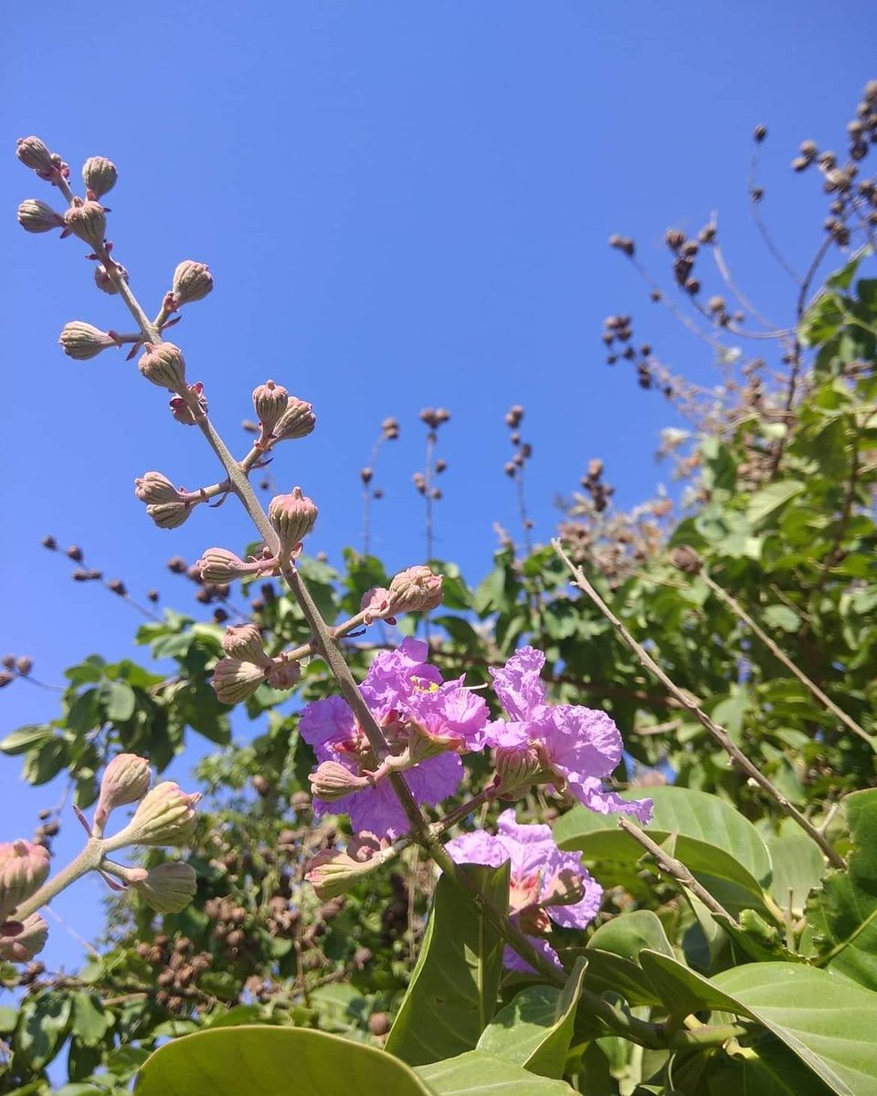 SeasonWatch tweet media