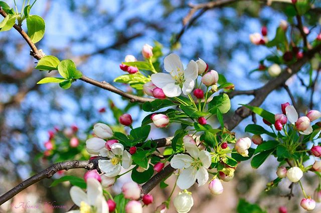 Afsoneh's tweet photo. Happy Naw Ruz! •
•
•
•
#photographer #kansascity #kcmo #missouri #nature #flowers https://t.co/drTAJsCsDZ https://t.co/aoMv8UoV9C