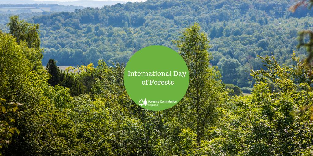 Today is #InternationalDayOfForests! You can increase the resilience of our woods and forests by planting a range of appropriate species and by planting the right tree in the right place. Create a woodland management plan to help achieve this gov.uk/guidance/creat…