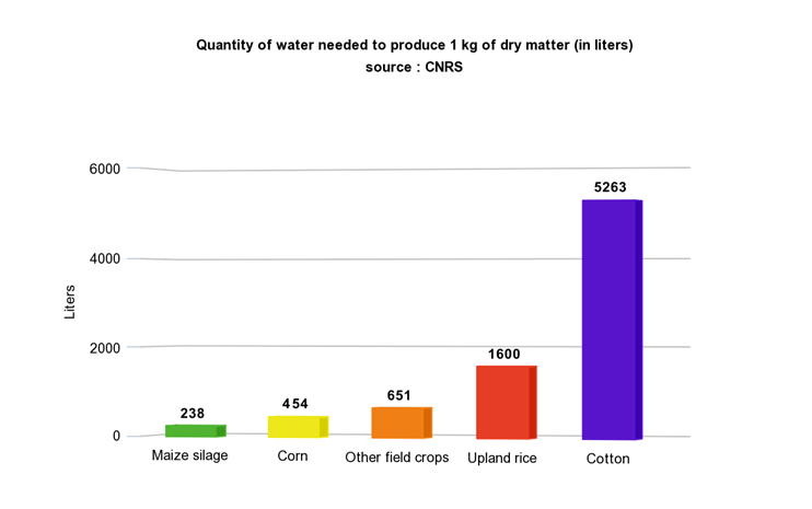 AgriProgress's tweet photo. #Maize is a plant with an outstanding physiological water use efficiency! It is one of the crops that best manages its water consumption. Its very good photosynthesis and ability to limit its transpiration allows it to have a very strong resistance to high temperatures #aMAIZEd https://t.co/FBOY7GRHme