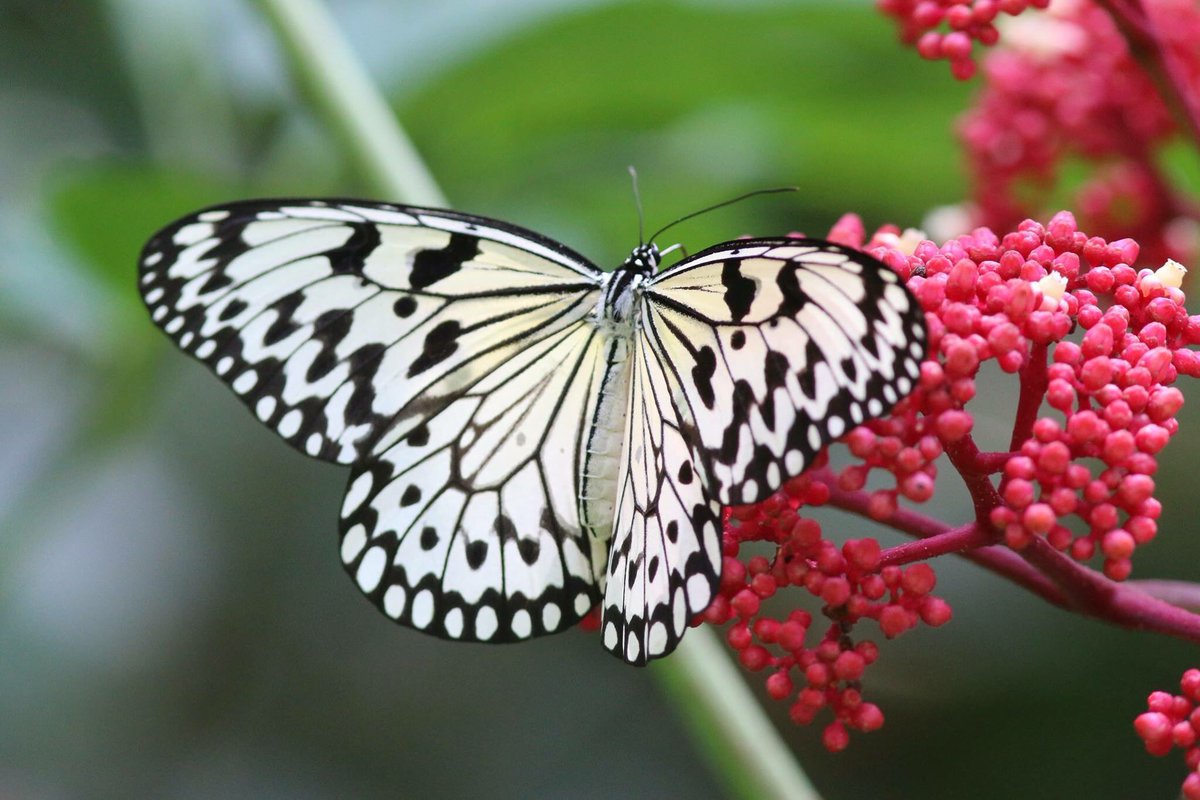 TaiwanInsects's tweet photo. Paper Kite. 
Idea leuconoe, also known as Rice Paper or Large Tree Nymph. Large, can be seen year round, even braving some otherwise very butterfly-unfriendly rain. https://t.co/twrzYLHl6z