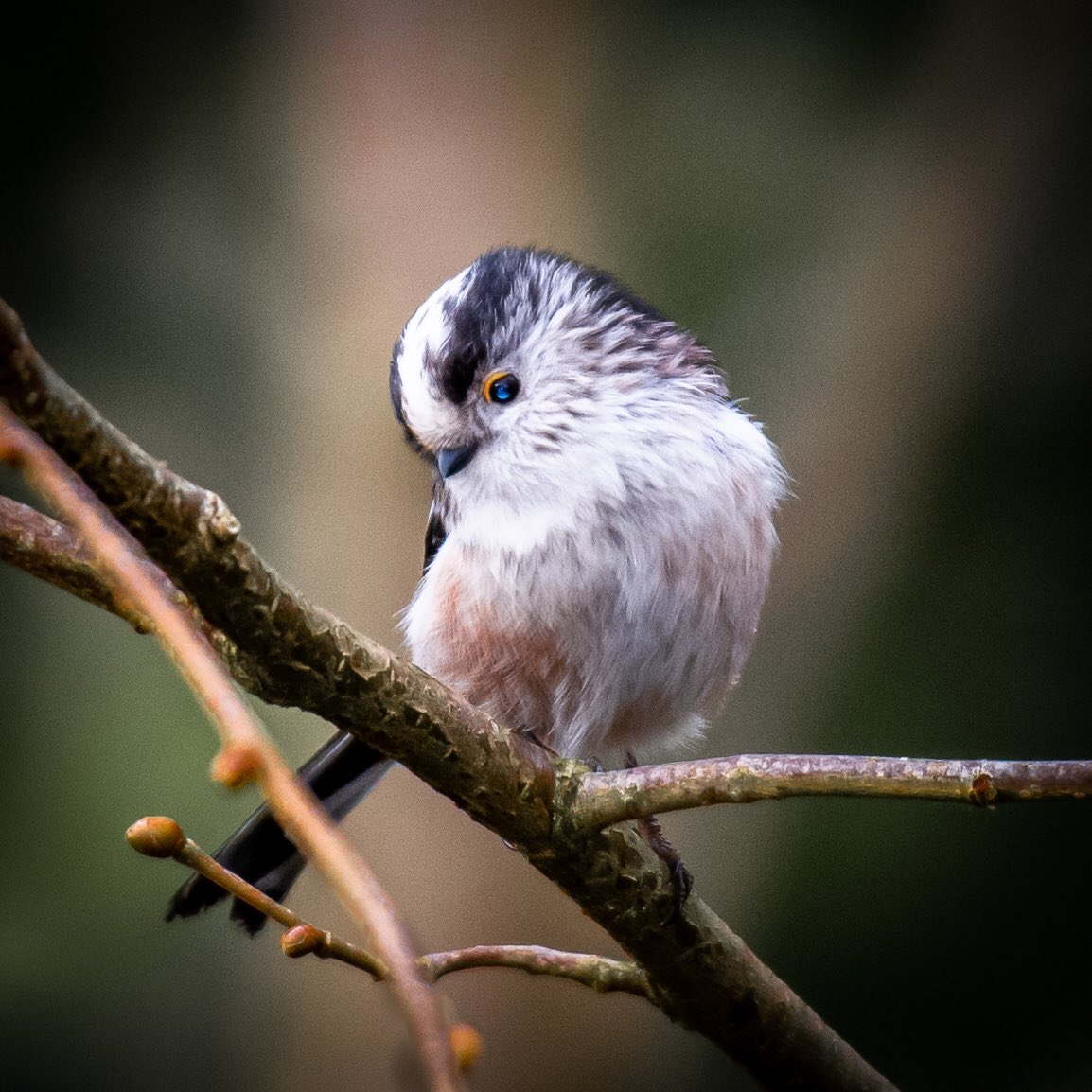 🌱 Debbie tweet media