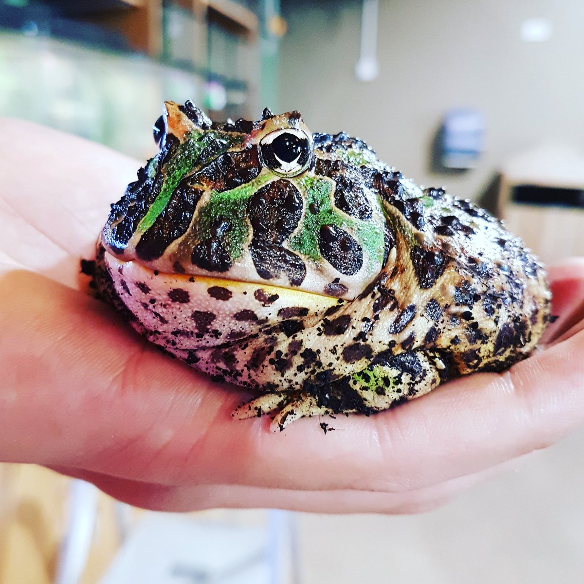 Happy #worldfrogday from our grumpy boy Trevor <a href="/HattonWorld/">Hatton Country World</a>