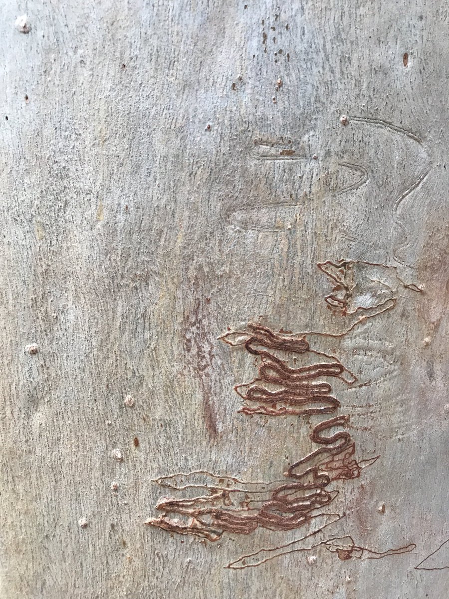 LeafyM76's tweet photo. I need to be more like a tree. At the end of a season, shed your old bark. Yes, it may reveal the scars from where other lives have touched yours. But as the bark falls, find another life to help up along the way.  Strength comes with growth, so keep reaching up towards the light https://t.co/Np7Gz1urpH