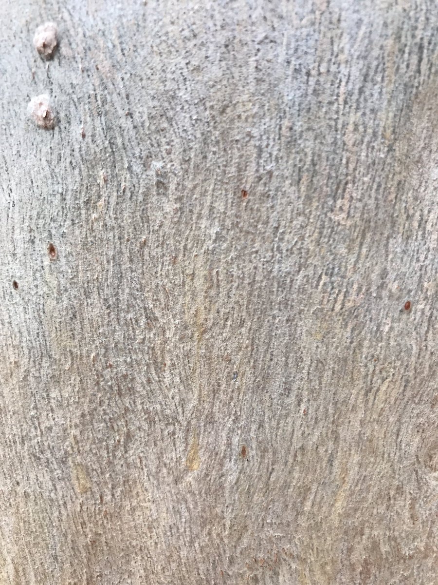 LeafyM76's tweet photo. I need to be more like a tree. At the end of a season, shed your old bark. Yes, it may reveal the scars from where other lives have touched yours. But as the bark falls, find another life to help up along the way.  Strength comes with growth, so keep reaching up towards the light https://t.co/Np7Gz1urpH