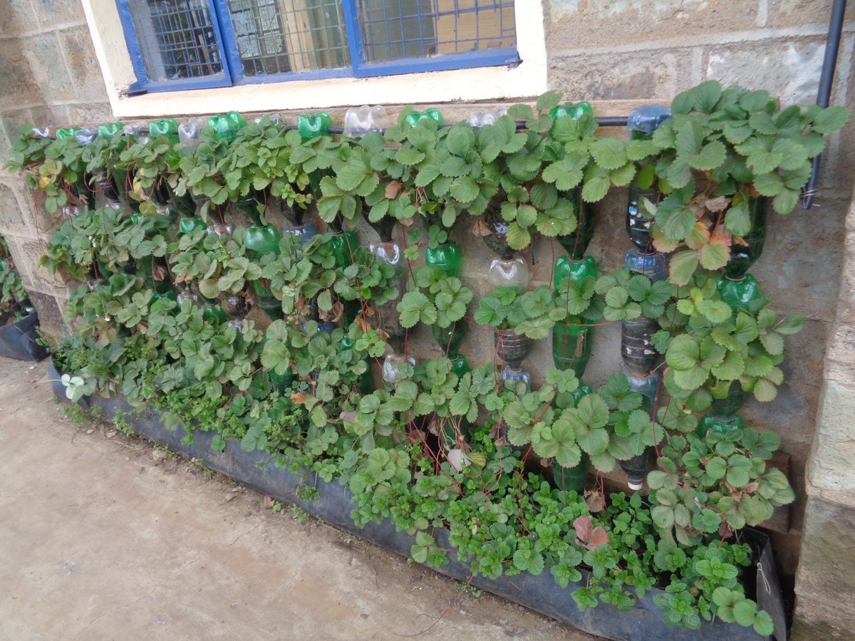 Scopekenya2's tweet photo. Please do not dump that plastic bottle after drinking its content, but use it creatively to create Green wall food gardens  either in schools or at household level, to alleviate hunger and conserve the environment. https://t.co/Vg6JpZrJvD