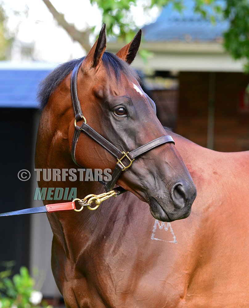 LisaGrimm9's tweet image. Richie Unmasked. 
Finally I have #REDZEL without the shades... A gentleman of the the turf and what a horse he has been to his stable and supporters. He lines up for his 31st race start in the Galaxy on Saturday !  Good luck to him !