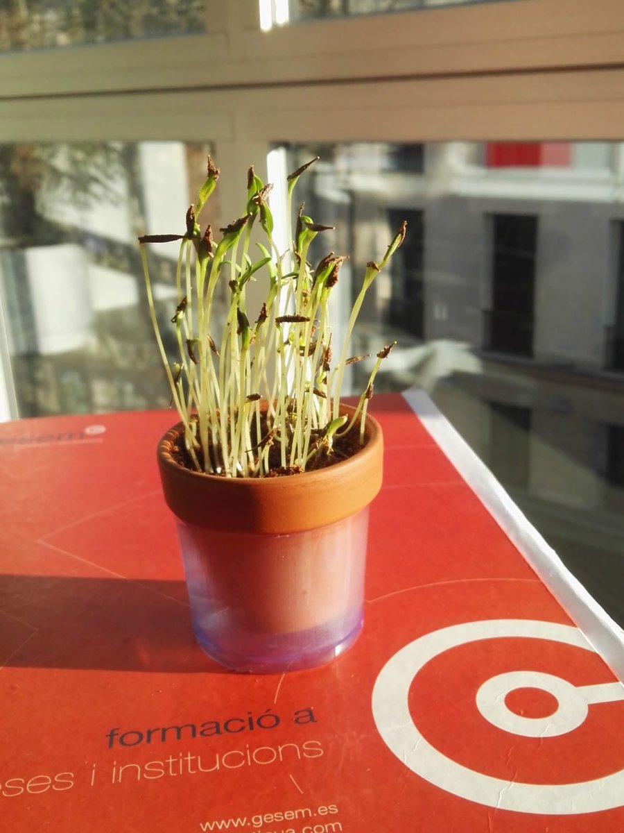 Gesemformacio's tweet photo. Ja és primavera, també a les nostres oficines! #gesem #formació
📷: @JLlopart_Gesem https://t.co/H4KJsjEDYH