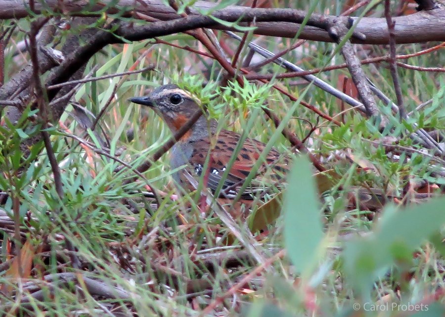 Looking through a jumble of grasses, leaves and branches we see the head and upper body of a watchful bird peering back at us. It has a large, bright eye, pale eyebrow, red cheek, brown back with black spots, and small white spots on the wing.