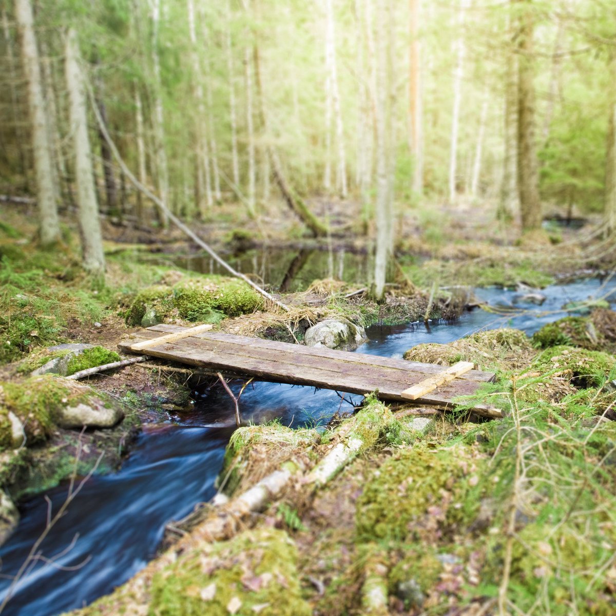 VisitTampere's tweet photo. Happy International Day of Forests 🌲 In #Tampere you can get to the #forest in just a few minutes, and a bit further away there are many beautiful #hiking spots and plenty of greenery to enjoy https://t.co/fZjQHst0eo #VisitTampere https://t.co/TdTkkeeTns