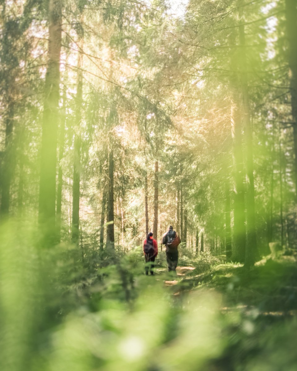 VisitTampere's tweet photo. Happy International Day of Forests 🌲 In #Tampere you can get to the #forest in just a few minutes, and a bit further away there are many beautiful #hiking spots and plenty of greenery to enjoy https://t.co/fZjQHst0eo #VisitTampere https://t.co/TdTkkeeTns