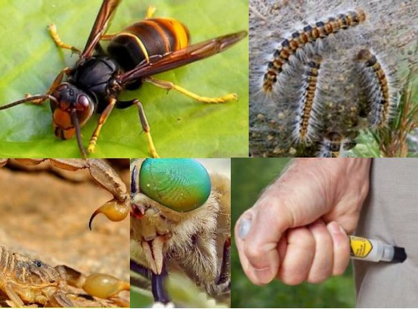 asapibar's tweet image. Jornada tècnica #PATT2019 "Vespa velutina i altres riscos biològics en el treball #forestal" dissabte 23 març a #VilanovaILaGeltrú @ajuntamentvng organitzen @fedboscat #APFMassísGarraf. @agentsruralscat @hospitalclinic @mancomunitatPG @ruralcat
bit.ly/2U1eHqy